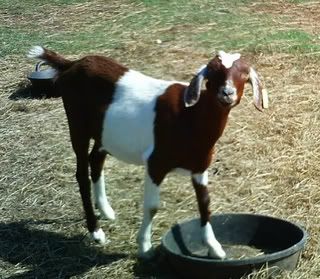 Boer,goat