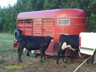 Dairy Steers...Stealing Alfalfa