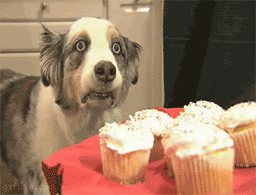 cupcake-dog.gif
