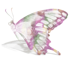 MARIPOSA4.gif picture by margarita671