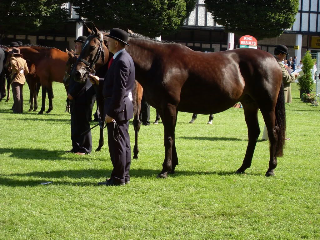 Great Dublin Horse Show!!