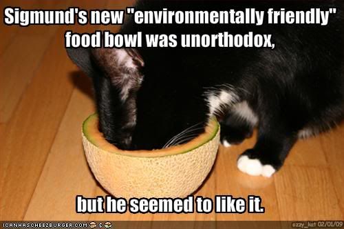 funny-pictures-cat-has-environmenta.jpg