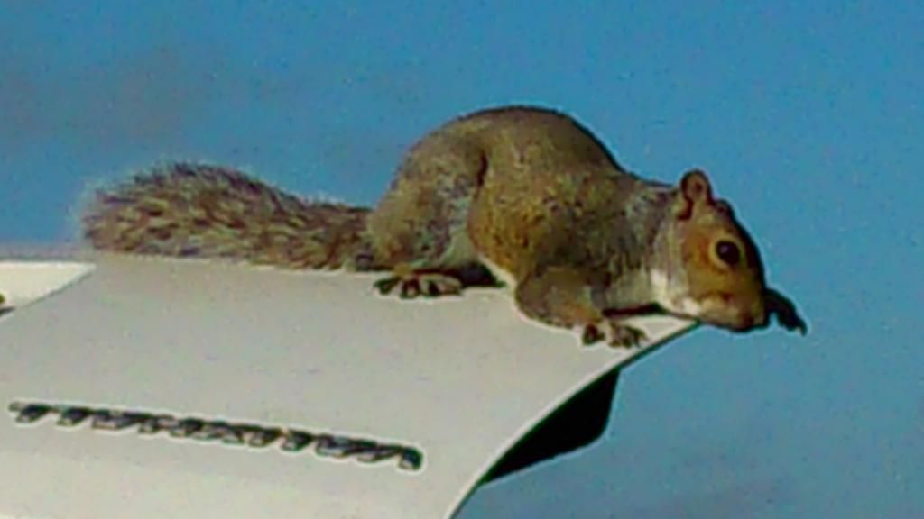 Squirrel031_zps68784898.jpg