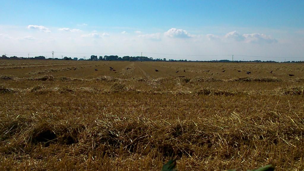 Wheat007_zpsf33954ec.jpg