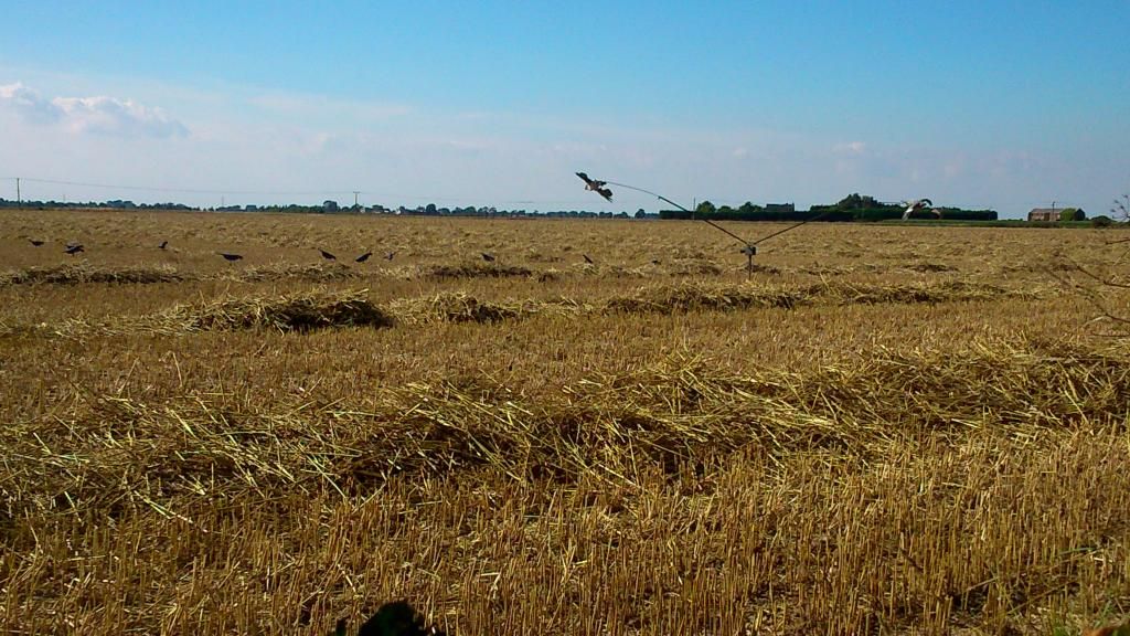 Wheat008_zpsdd17a981.jpg