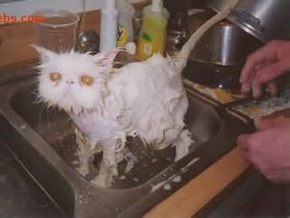 gatito.jpg GATO FEO image by CAIMANSAURIO