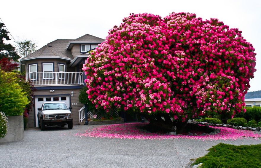  photo 01 - 125 Year Old Rhododendron Tree In Canada.jpg