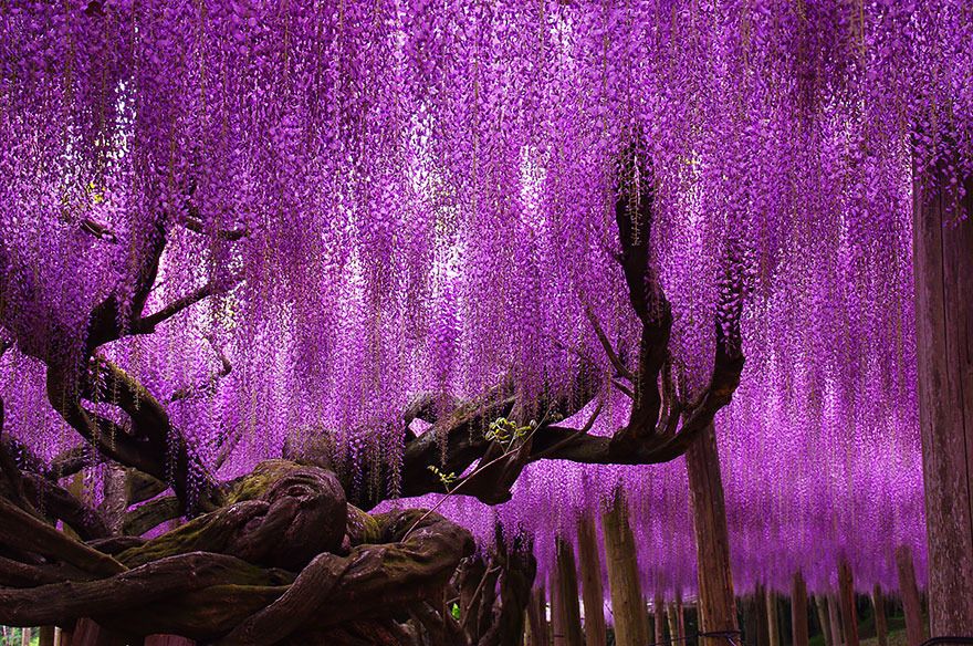  photo 02 - 144-Year-Old Wisteria In Japan.jpg