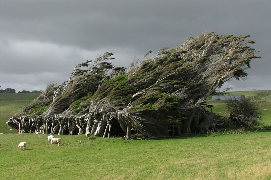  photo 04 - Wind-Swept Trees In New Zealand.jpg