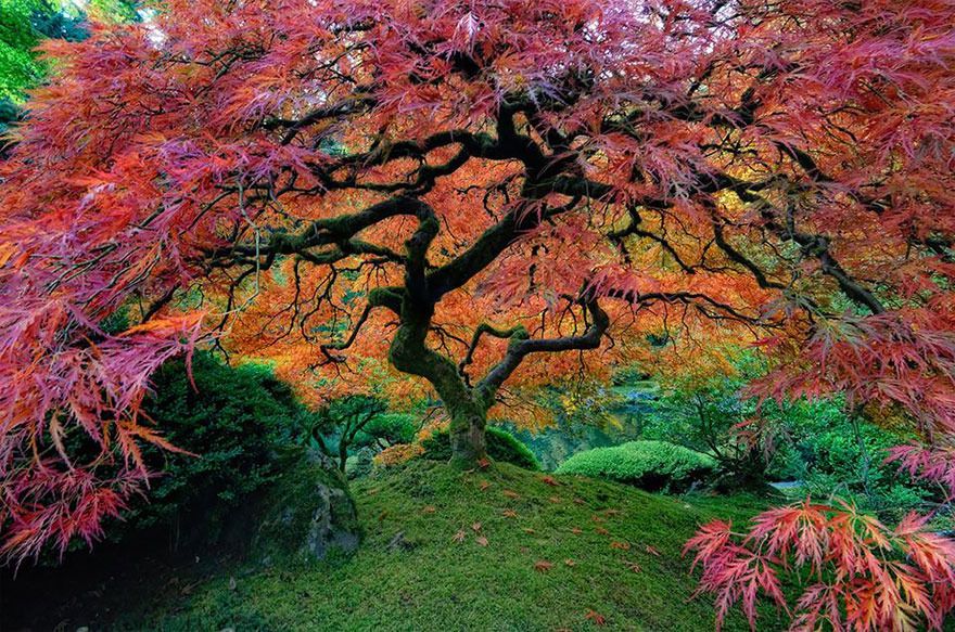  photo 05 - Beautiful Japanese Maple In Portland Oregon.jpg
