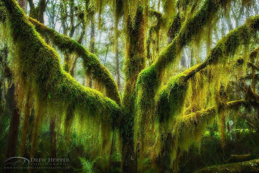  photo 07 - Antarctic Beech Draped In Hanging Moss In Oregon.jpg