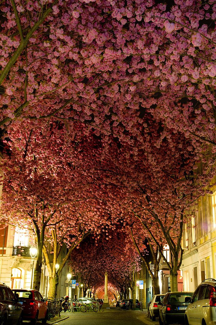  photo 08 - Blooming Cherry Trees in Bonn Germany.jpg