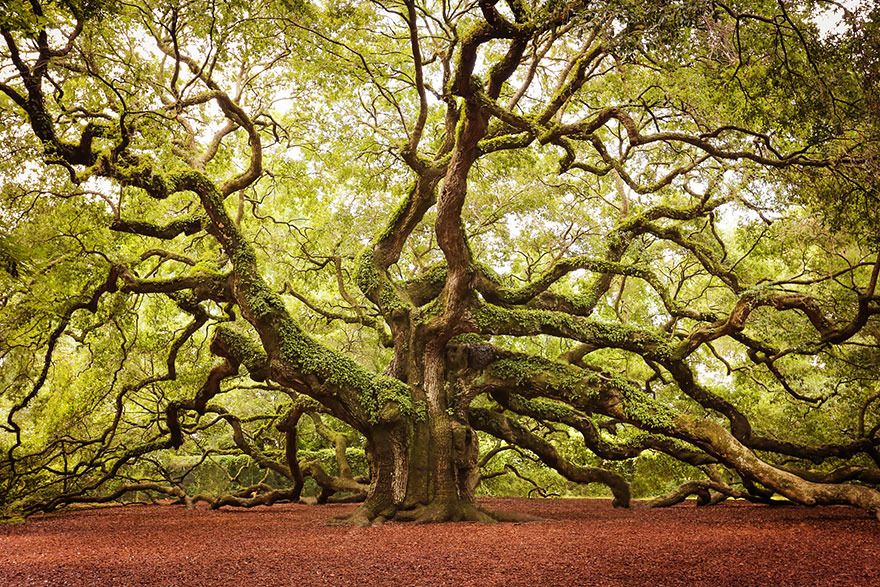  photo 09 - Angel Oak In Johns Island In South Carolina.jpg