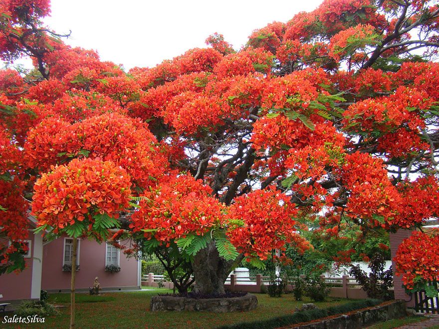  photo 10 - Flamboyant Tree Brazil.jpg