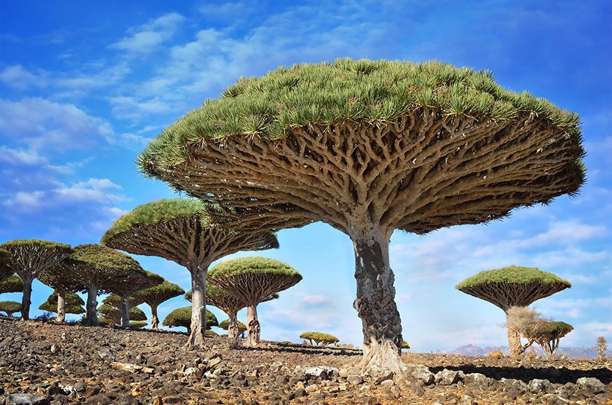  photo 11 - Dragonblood Trees Yemen.jpg