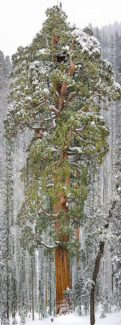  photo 12 - The President Third-Largest Giant Sequoia Tree In The World California.jpg