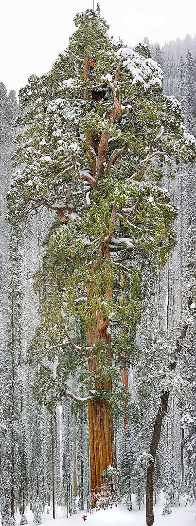  photo 12 - The President Third-Largest Giant Sequoia Tree In The World California.jpg