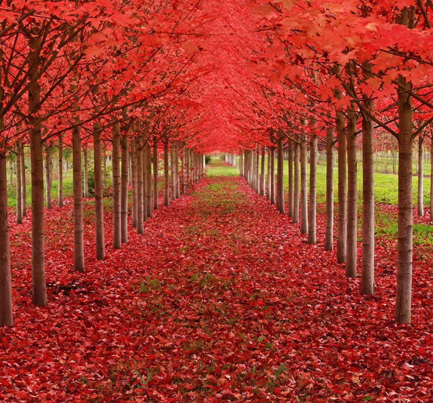  photo 13 - Maple Tree Tunnel in Oregon.jpg