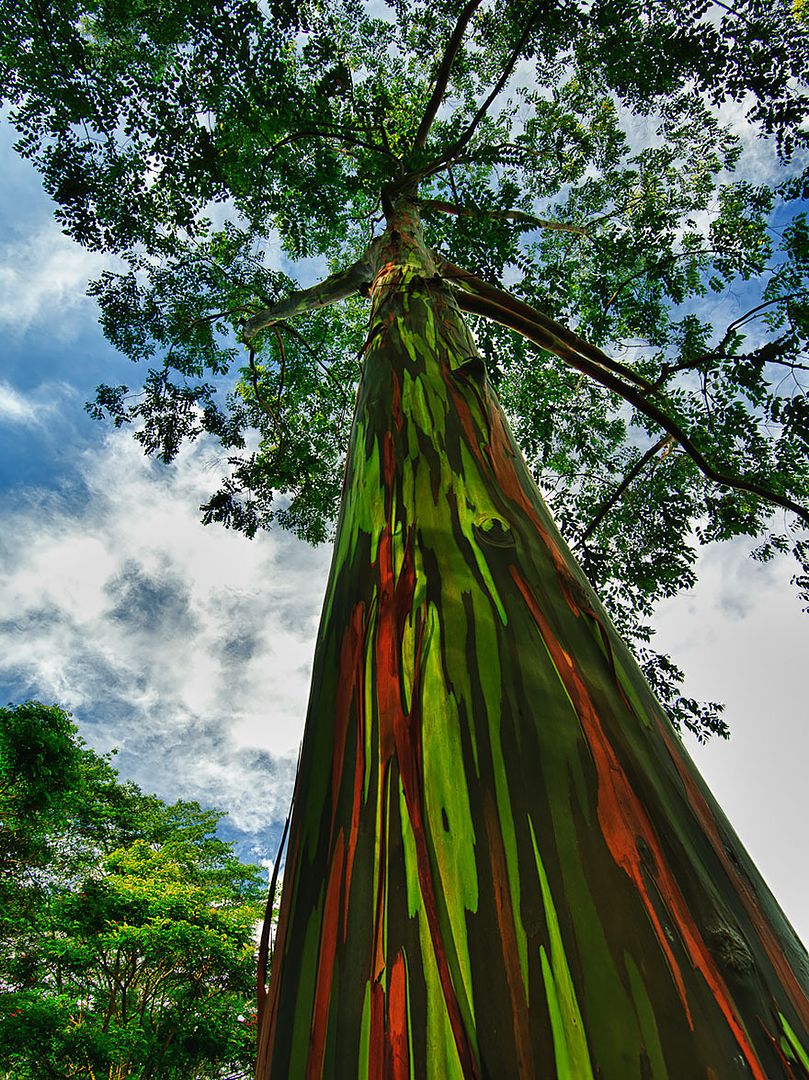  photo 14 - Rainbow Eucalyptus In Kauai Hawaii.jpg