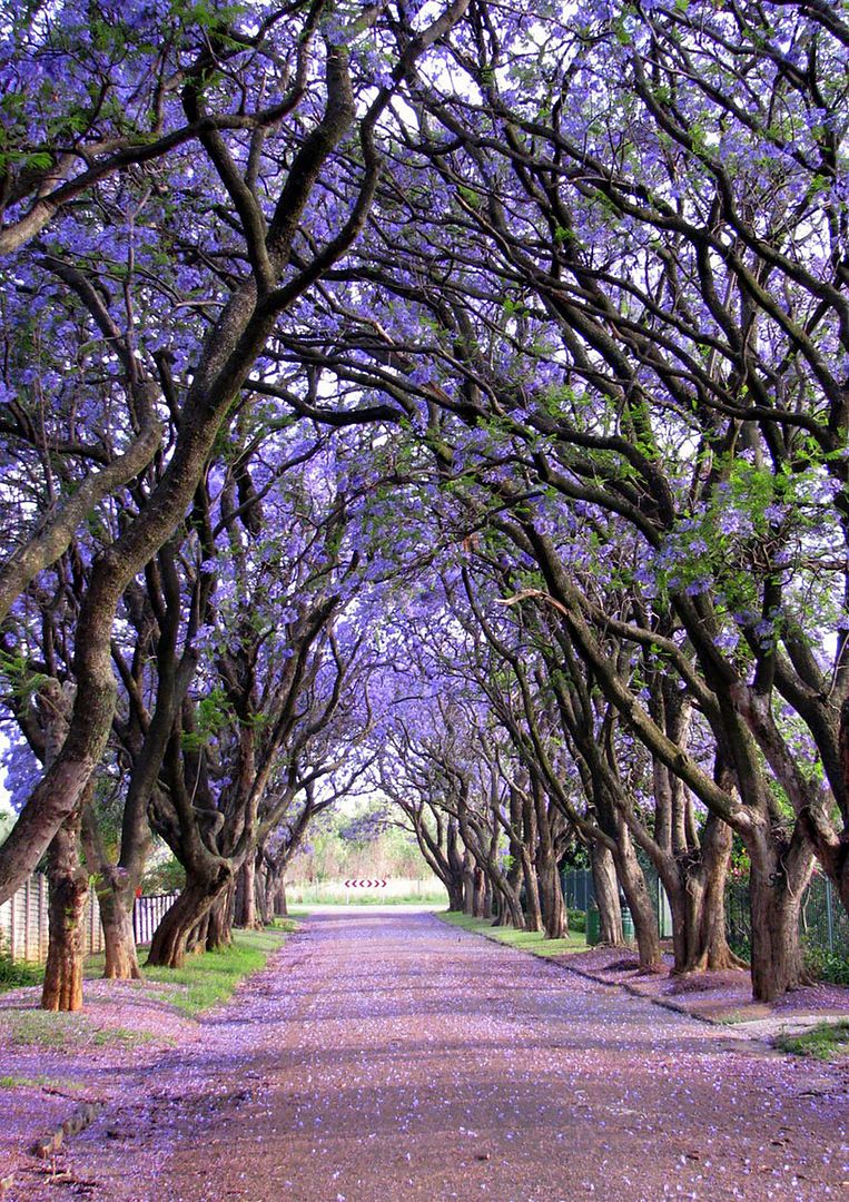  photo 16 - Jacarandas in Cullinan South Africa.jpg