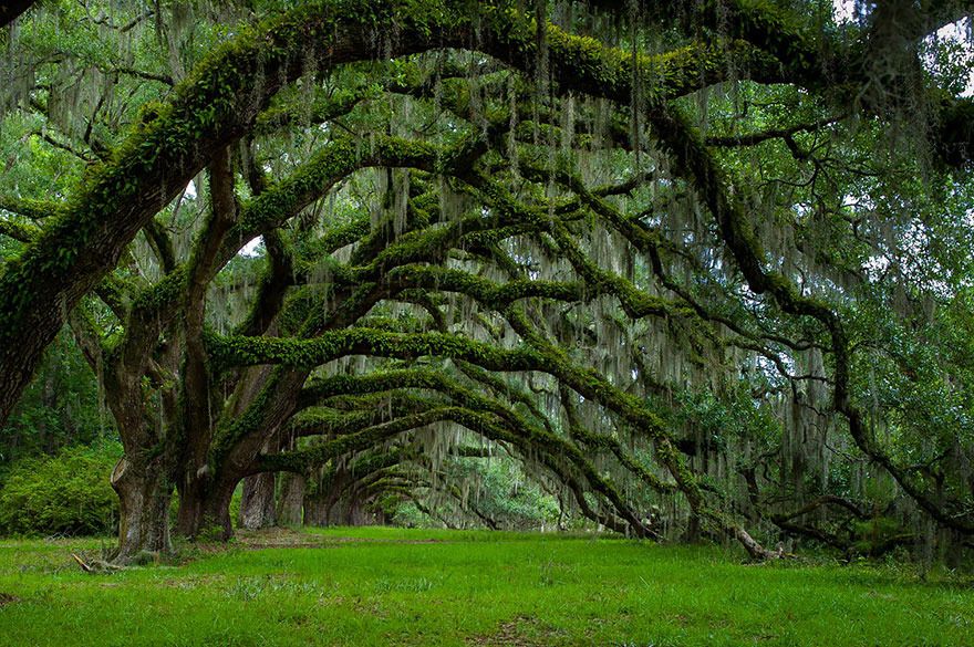  photo 17 - Avenue Of Oaks At Dixie Plantation In South Carolina.jpg