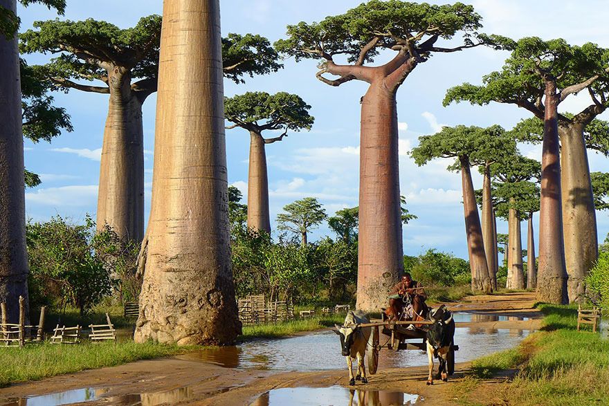  photo 18 - Baobab Trees In Madagascar.jpg