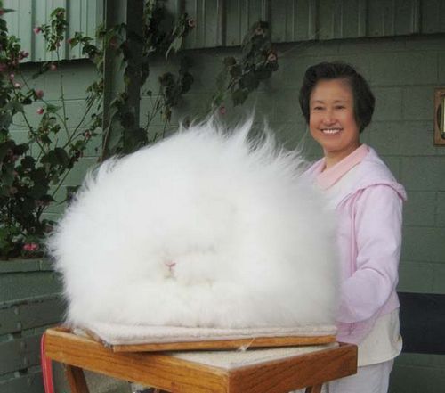  photo angora-rabbit.jpg