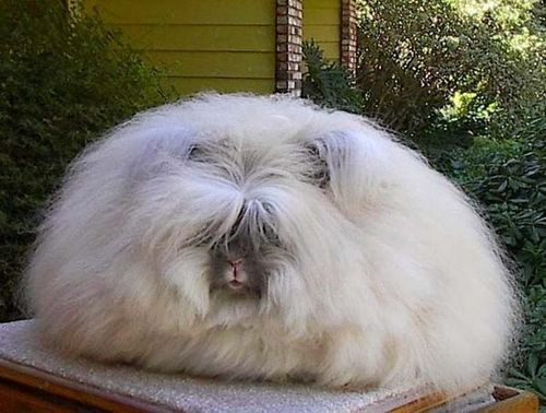  photo angora-rabbit2.jpg