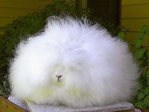  photo angora-rabbit3.jpg