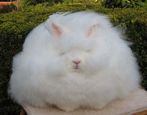  photo angora-rabbit4.jpg