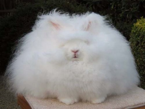  photo angora-rabbit5.jpg