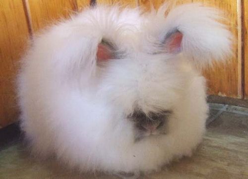  photo angora-rabbit6.jpg