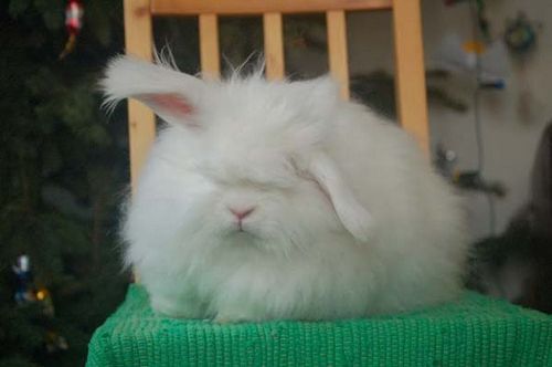  photo angora-rabbit7.jpg