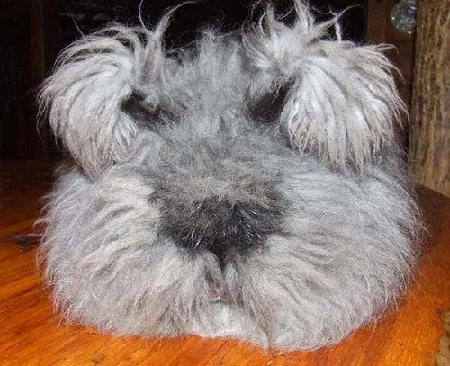  photo angora-rabbit8.jpg