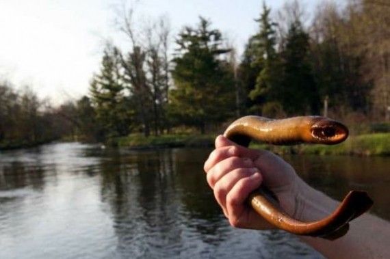  photo 23-Lamprey.jpg