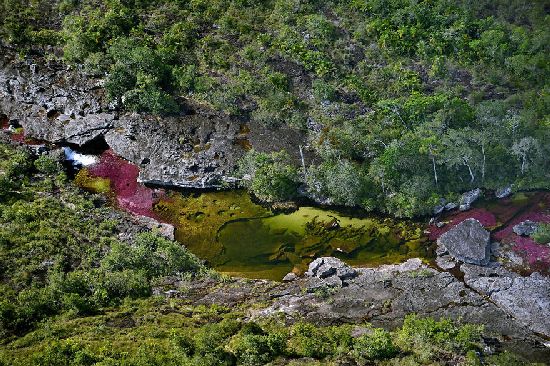  photo cano-cristales-liquid-rainbow-olivier-grunewald-02__880.jpg