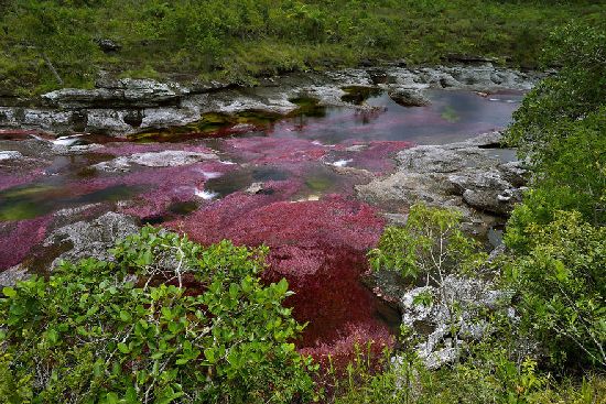  photo cano-cristales-liquid-rainbow-olivier-grunewald-03__880.jpg