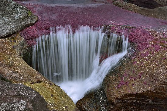  photo cano-cristales-liquid-rainbow-olivier-grunewald-04__880.jpg