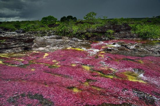  photo cano-cristales-liquid-rainbow-olivier-grunewald-05__880.jpg