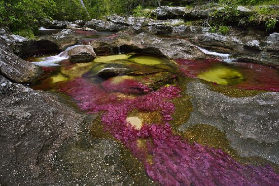  photo cano-cristales-liquid-rainbow-olivier-grunewald-08__880.jpg