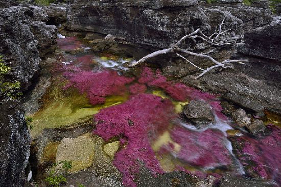  photo cano-cristales-liquid-rainbow-olivier-grunewald-11__880.jpg