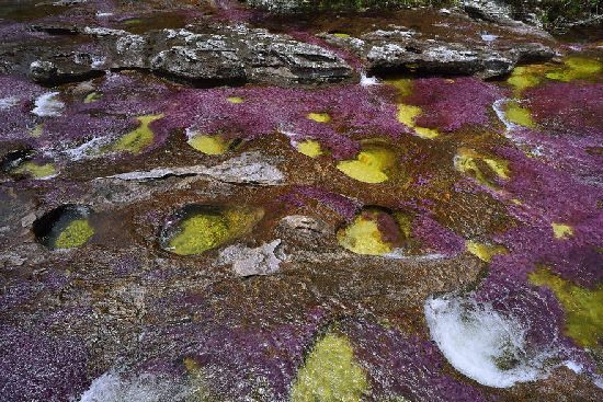  photo cano-cristales-liquid-rainbow-olivier-grunewald-15__880.jpg