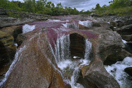  photo cano-cristales-liquid-rainbow-olivier-grunewald-16__880.jpg