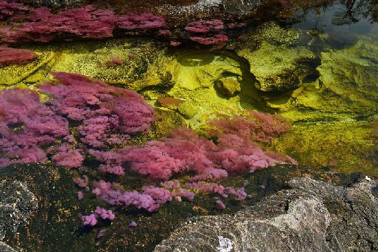  photo cano-cristales-liquid-rainbow-olivier-grunewald-18__880.jpg