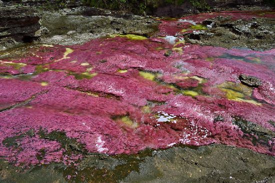  photo cano-cristales-liquid-rainbow-olivier-grunewald-20__880.jpg