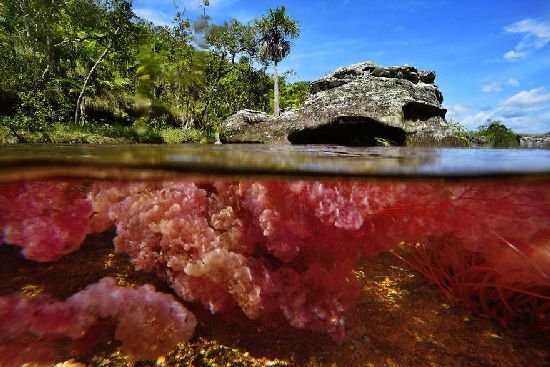  photo cano-cristales-liquid-rainbow-olivier-grunewald-21__880.jpg