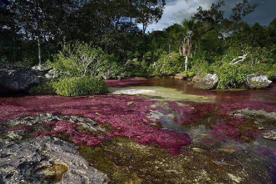  photo cano-cristales-liquid-rainbow-olivier-grunewald-24__880.jpg