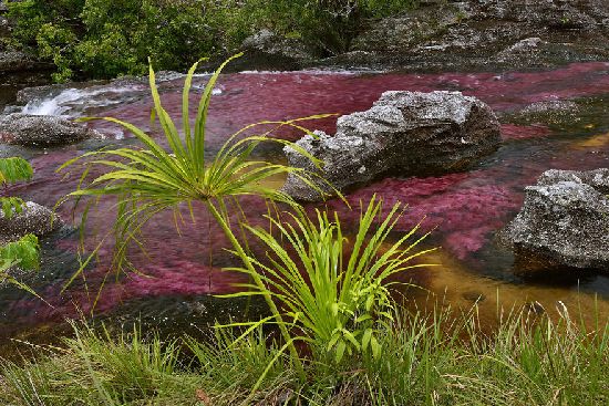  photo cano-cristales-liquid-rainbow-olivier-grunewald-26__880.jpg