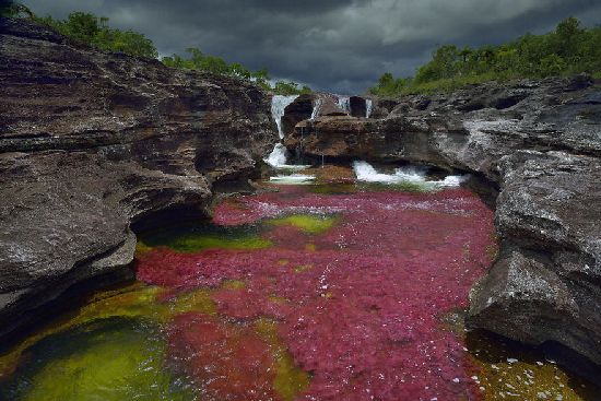  photo cano-cristales-liquid-rainbow-olivier-grunewald-27__880.jpg