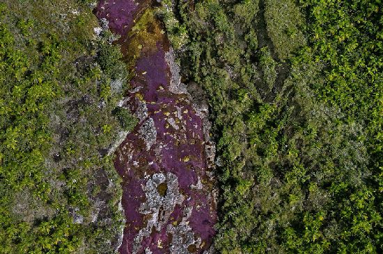  photo cano-cristales-liquid-rainbow-olivier-grunewald-28__880.jpg